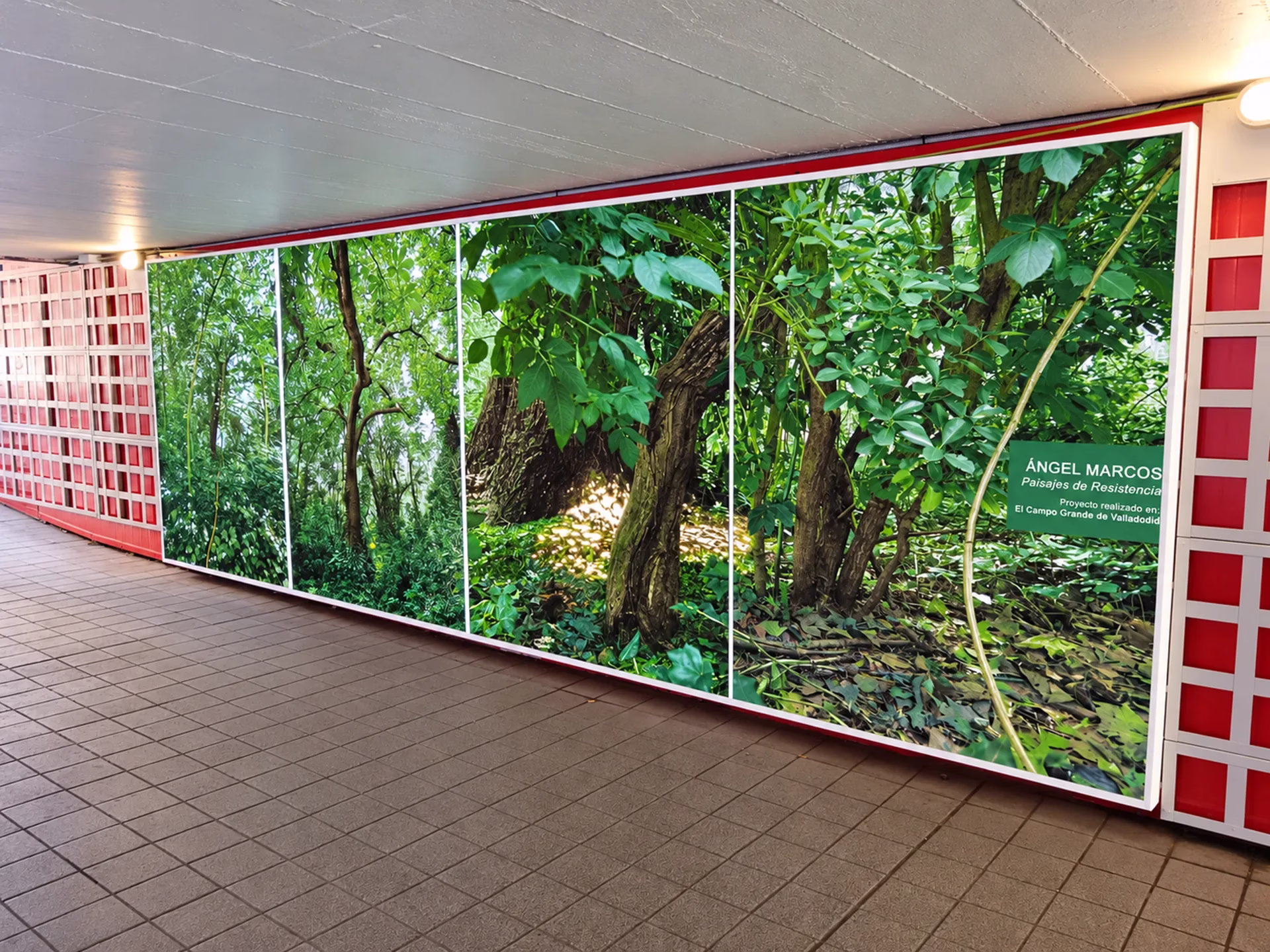Caja de luz de seis por dos metros con una fotografía de bosque de Paisajes de Resistencia, de Ángel Marcos, en el túnel del Arco de Ladrillo.